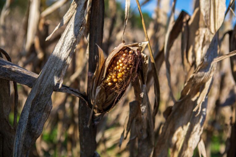 Le Sage de la Vilaine interdit certains herbicides du maïs sur 1,6 % des terres